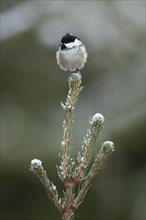 Coal tit (Periparus ater) adult bird on a snow covered Christmas tree in winter, Suffolk, England,