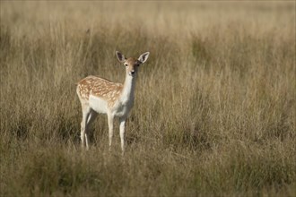 Fallow deer (Dama dama) adult female animal standing in grassland, Suffolk, England, United