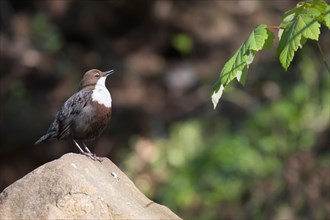 White-throated Dipper (Cinclus cinclus), standing on a stone, chirping, courtship display, Hesse,