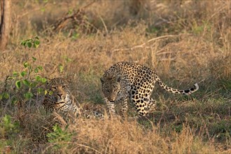 Leopard (Panthera pardus), adult, pair, alert, Sabi Sand Game Reserve, Kruger NP, Kruger National