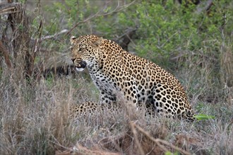 Leopard (Panthera pardus), adult, pair, mating, Sabi Sand Game Reserve, Kruger National Park,
