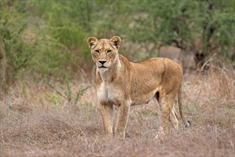 Lion (Panthera leo), adult, female, vigilant, Sabi Sand Game Reserve, Kruger National Park, Kruger