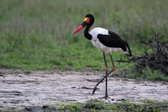 Saddle-billed stork (Ephippiorhynchus senegalensis), adult, foraging, at the water, Kruger National
