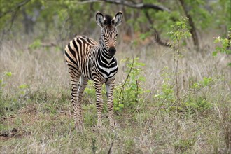 Burchell's zebra (Equus quagga burchelli), young animal, alert, Kruger National Park, Kruger