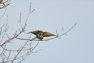 European bee-eaters (Merops apiaster) pairing on a branch, France, Europe