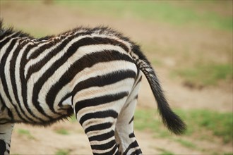 Plains zebra (Equus quagga) foal, back, detail, captive, distribution Africa