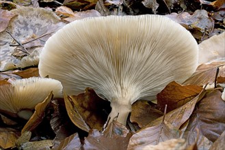 Underside mushroom
