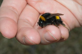 Large earth bumblebee (Bombus terrestris), exhausted animal sitting on a human hand, close-up with