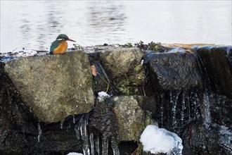 Common kingfisher (Alcedo atthis) sitting at a frozen waterfall, winter, Hesse, Germany, Europe