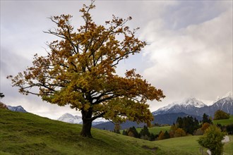 Old beech (Fagus) with autumn leaves on a green meadow with soft morning light and Allgaeu