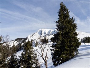 Winter landscape, view to the Schafberg, Sankt Wolfgang am Wolfgangsee, Salzkammergut, Upper