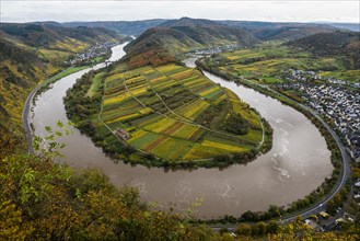 Vineyards and Moselle bend in autumn colours, Bremm, Moselle, Rhineland-Palatinate, Germany, Europe