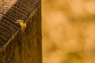 Closeup of jumping spider with translucent body on square wooden post looking toward camera