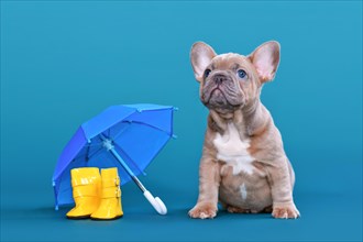 Cute blue fawn French Bulldog dog puppy next to rain rubber boots and umbrella on blue background