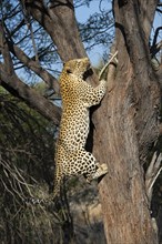 Leopard (Panthera pardus) climbing a tree, Khomas region, Namibia, Africa