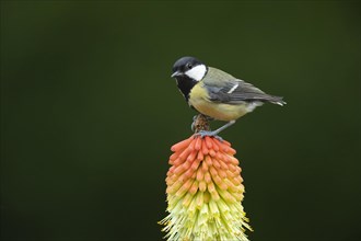 Great tit (Parus major) adult bird perched on a Red hot poker (Kniphofia uvaria) flower spike,