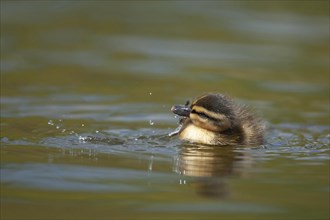 Mallard duck (Anas platyrhynchos) juvenile duckling washing itself on a lake, Norfolk, England,