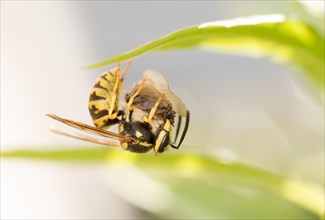Common wasp (Vespula vulgaris) hanging upside down with prey on a leaf, close-up, macro shot,