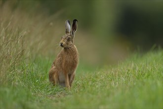 Brown hare (Lepus europaeus) adult on a path through grassland, Norfolk, England, United Kingdom,