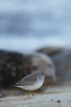 Red knot (Calidris canutus) adult bird with a Grey seal (Halichoerus grypus) adult in the