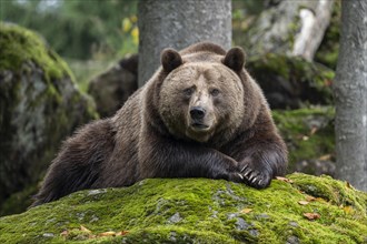 Brown bear (Ursus arctos) lying on a rock covered with moss, captive, Germany, Europe