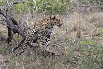 Leopard (Panthera pardus), adult, observed, alert, Sabi Sand Game Reserve, Kruger NP, Kruger