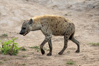 Spotted hyena (Crocuta crocuta), adult, running, Kruger National Park, Kruger National Park, South