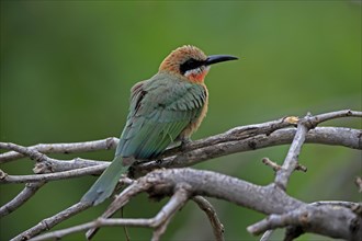 White-fronted bee-eater (Merops bullockoides), adult, on wait, Kruger National Park, Kruger