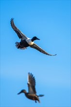 Northern Shoveler, Spatula clypeata, pair of birds in flight over marshes