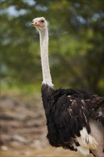 Common ostrich (Struthio camelus) male in the dessert, captive, distribution Africa