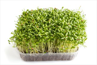 Plastic box with microgreen sprouts of cilantro isolated on white background. Side view, close up