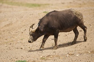 Red buffalo (Syncerus caffer nanus) in the dessert, captive, distribution Africa