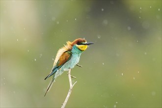 European bee-eater (Merops apiaster) sitting on a branch in the rain, France, Europe