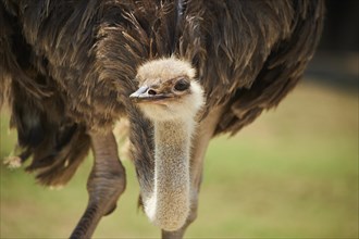 Common ostrich (Struthio camelus) female, portrait, captive, distribution Africa