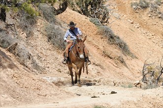 Ranger with horse, Bryce Canyon National Park, Utah, USA, North America