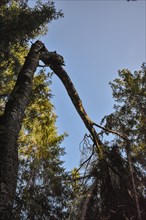 Fallen birch (Betula) in the forest, Bavaria, Germany, Europe