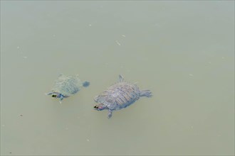 Two turtles swimming in pond in Japanese garden in Hiroshima, Japan, Asia