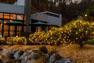 Evergreen shrubs decorated with small yellow Christmas lights in front of coffee shop in South