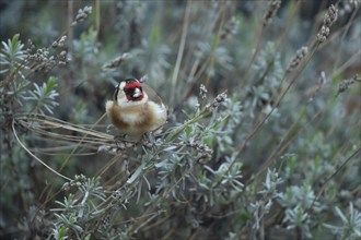 European goldfinch (Carduelis carduelis) adult bird feeding on Lavender plant seeds, Suffolk