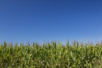 Corn (Zea mays) field in late summer, Quebec, Canada, North America