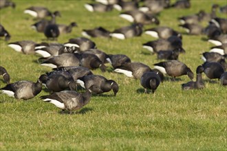 Brent goose (Branta bernicla) adult birds feeding on grassland, Norfolk, England, United Kingdom,