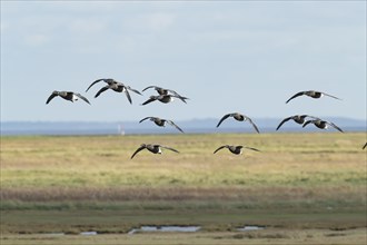 Brent goose (Branta bernicla) adult birds flying in a flock over a saltmarsh, Lincolnshire,