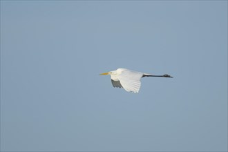 Great white egret (Ardea alba) adult bird in flight, Cambridgeshire, England, United Kingdom,