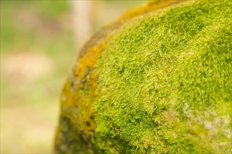 Green moss on the stone in botanical garden, selective focus, copy space, malaysia, Kuching orchid