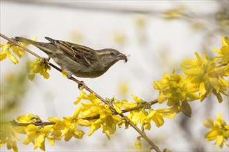 House sparrow (passer domesticus) with insect in its beak on a forsythia branch, Hesse, Germany,