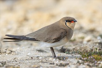Red-winged Pratincole