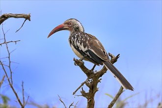 Red-billed hornbill (Tockus erythrorhynchus), adult, on wait, Kruger National Park, Kruger National