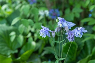 Beautiful columbine or aquilegia blue flowers in the garden, selective focus