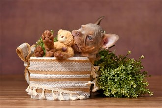 French Bulldog dog puppy playing with teddy bear in box with boho style decoration in front of
