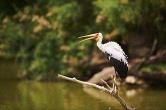 Yellow-billed stork (Mycteria ibis) standing on a branch at the water shore, captive